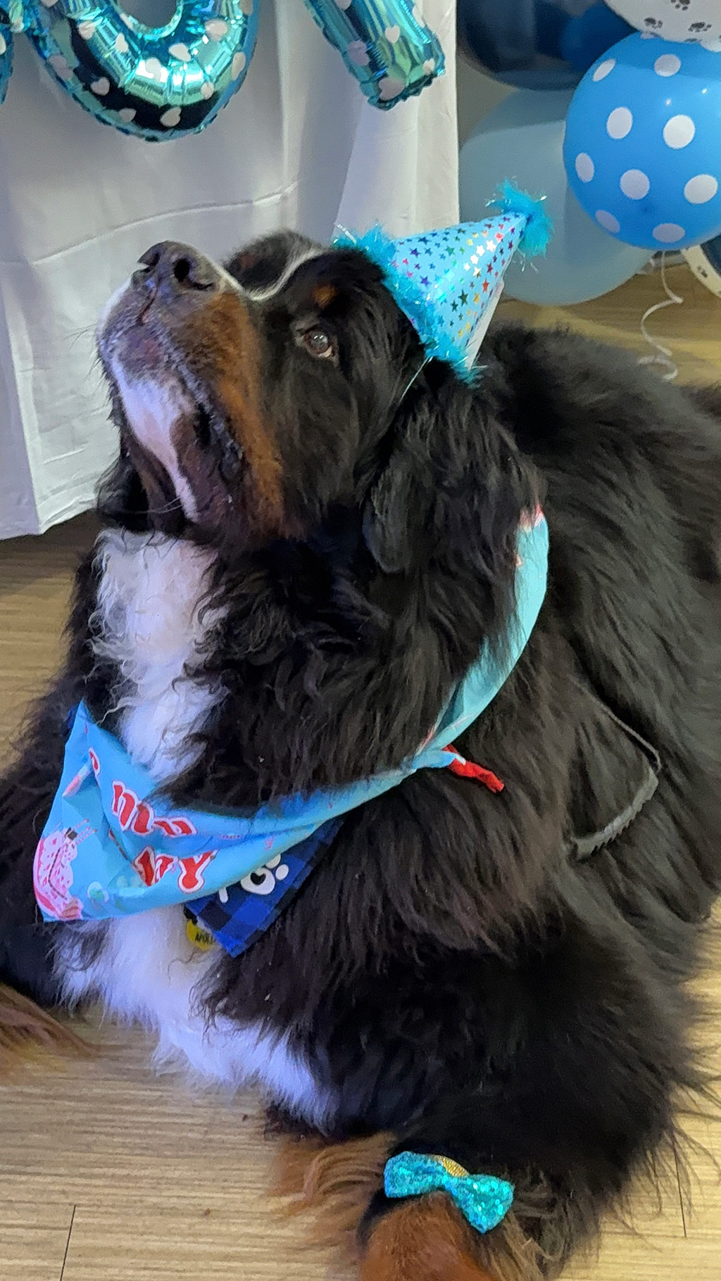  April 23, 2025 | Alexandra Ramos Therapy Animals