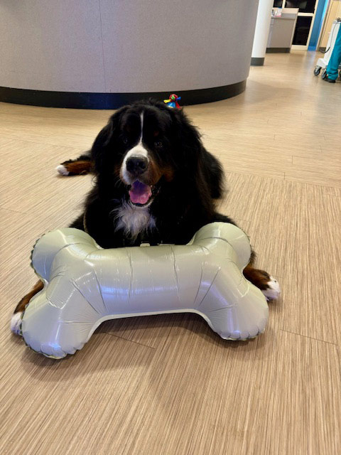 Apollo’s Birthday at Mount Sinai Hospital - April 23, 2024 | Alexandra Ramos Therapy Animals