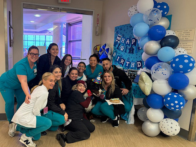 Apollo’s Birthday at Mount Sinai Hospital - April 23, 2024 | Alexandra Ramos Therapy Animals