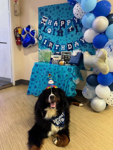Apollo’s Birthday at Mount Sinai Hospital - April 23, 2024 | Alexandra Ramos Therapy Animals