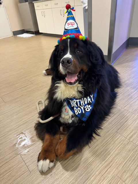 Apollo’s Birthday at Mount Sinai Hospital - April 23, 2024 | Alexandra Ramos Therapy Animals