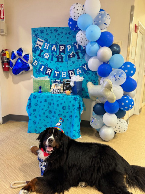 Apollo’s Birthday at Mount Sinai Hospital - April 23, 2024 | Alexandra Ramos Therapy Animals