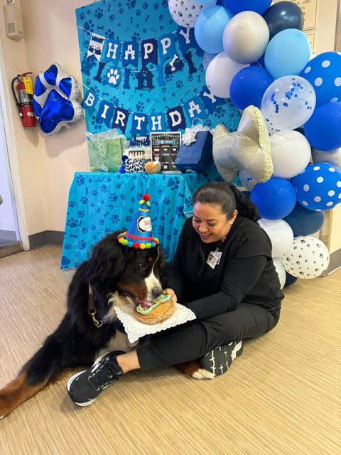 Apollo’s Birthday at Mount Sinai Hospital - April 23, 2024 | Alexandra Ramos Therapy Animals