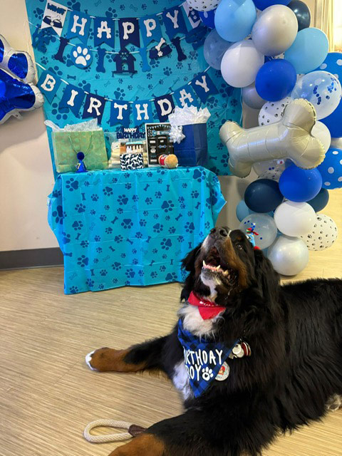 Apollo’s Birthday at Mount Sinai Hospital - April 23, 2024 | Alexandra Ramos Therapy Animals