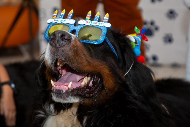 Apollo’s Birthday at Nicklaus Children’s Hospital - April 24, 2024 | Alexandra Ramos Therapy Animals