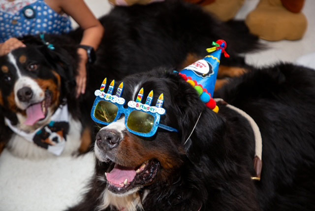 Apollo’s Birthday at Nicklaus Children’s Hospital - April 24, 2024 | Alexandra Ramos Therapy Animals