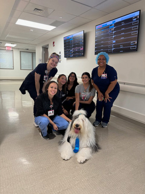 Night shift Marcy Hospital visit by Thor + Apollo - August 2024 | Alexandra Ramos Therapy Animals