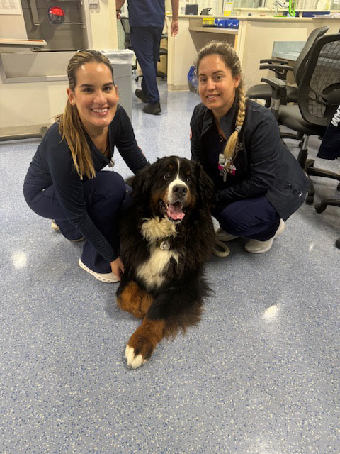Night shift Marcy Hospital visit by Thor + Apollo - August 2024 | Alexandra Ramos Therapy Animals