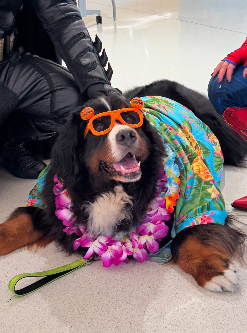 Hallowen by Apollo at Nicklaus Childrens Hospital - Oct 17, 2024 | Alexandra Ramos Therapy Animals
