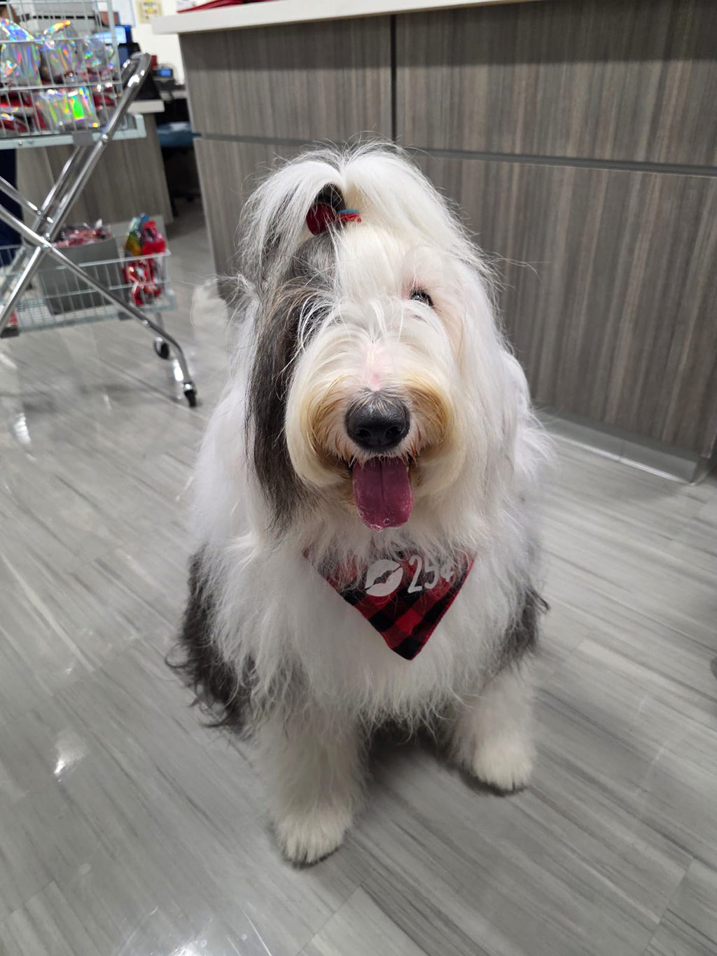  February 13, 2025 | Alexandra Ramos Therapy Animals