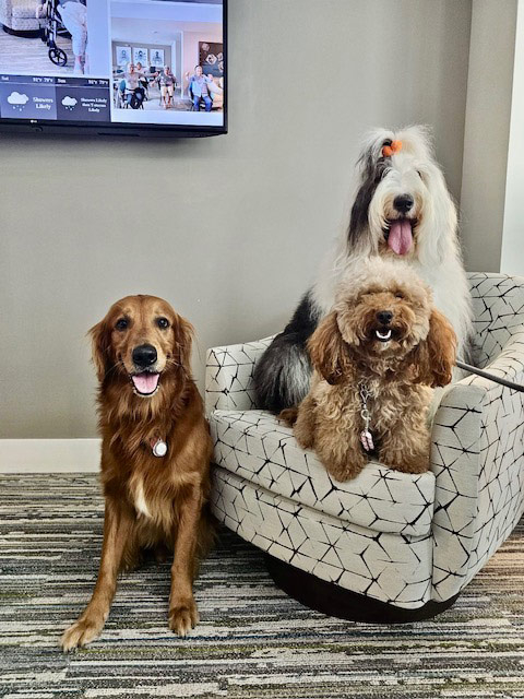 Mirabelle visit by Thor - Jun 6, 2024 | Alexandra Ramos Therapy Animals