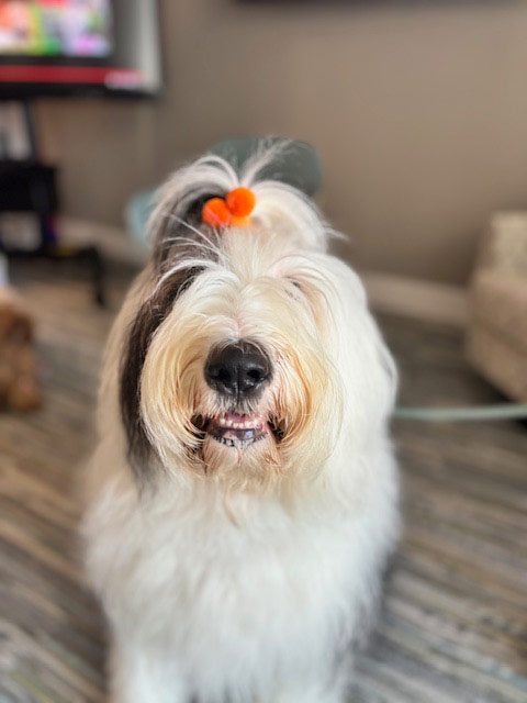 Mirabelle visit by Thor - Jun 6, 2024 | Alexandra Ramos Therapy Animals