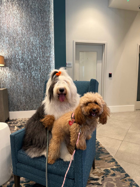 Mirabelle visit by Thor - Jun 6, 2024 | Alexandra Ramos Therapy Animals