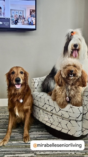 Mirabelle visit by Thor - Jun 6, 2024 | Alexandra Ramos Therapy Animals