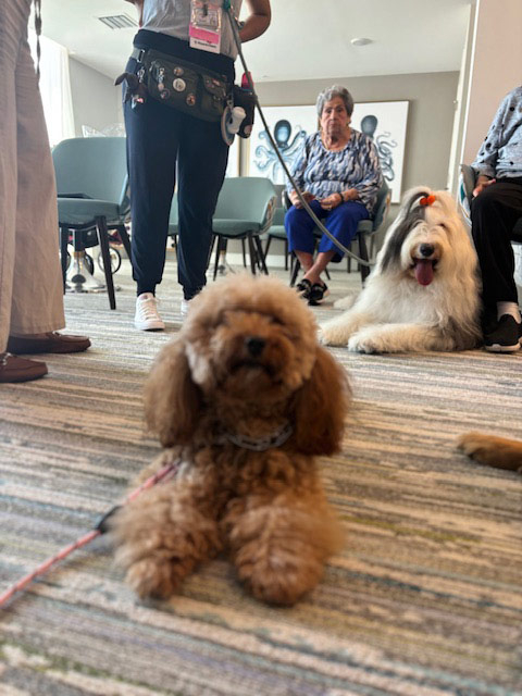 Mirabelle visit by Thor - Jun 6, 2024 | Alexandra Ramos Therapy Animals