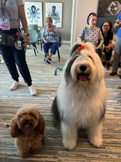 Mirabelle visit by Thor - Jun 6, 2024 | Alexandra Ramos Therapy Animals