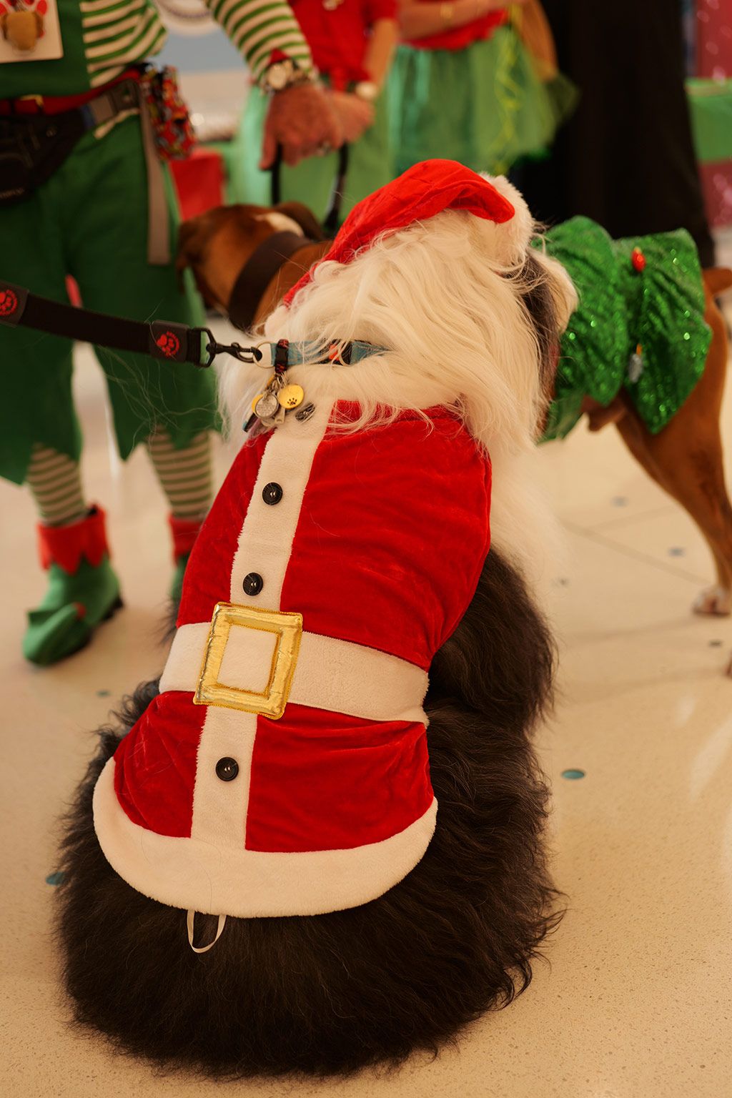 Santa Paws - Nicklaus Children's Hospital - Dec 18, 2024 | Alexandra Ramos Therapy Animals