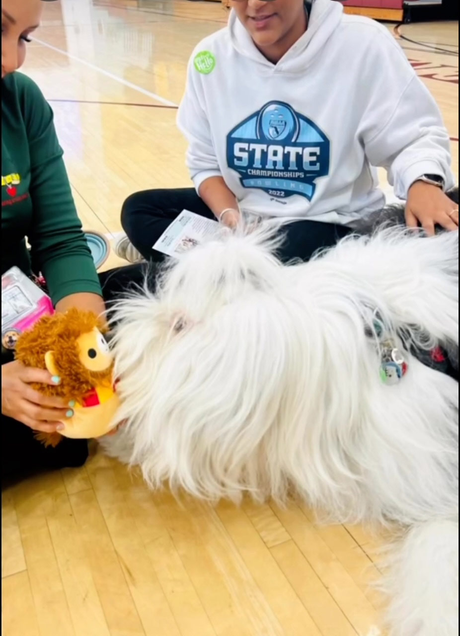 School visit by Thor with Meraki - Sep 16, 2024 | Alexandra Ramos Therapy Animals