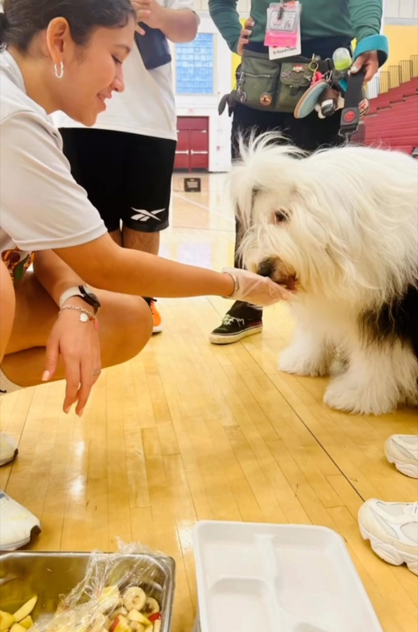 School visit by Thor with Meraki - Sep 16, 2024 | Alexandra Ramos Therapy Animals