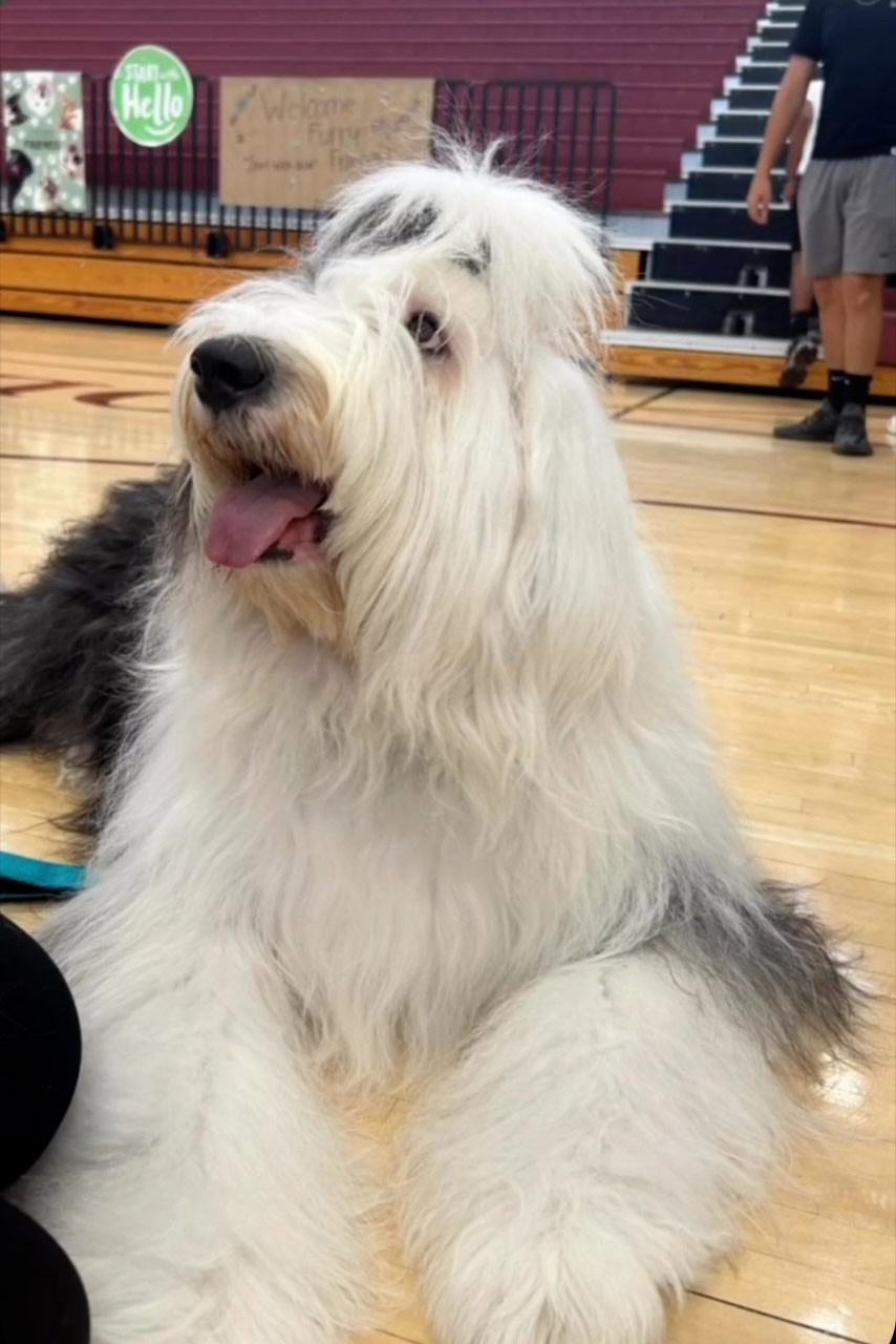 School visit by Thor with Meraki - Sep 16, 2024 | Alexandra Ramos Therapy Animals