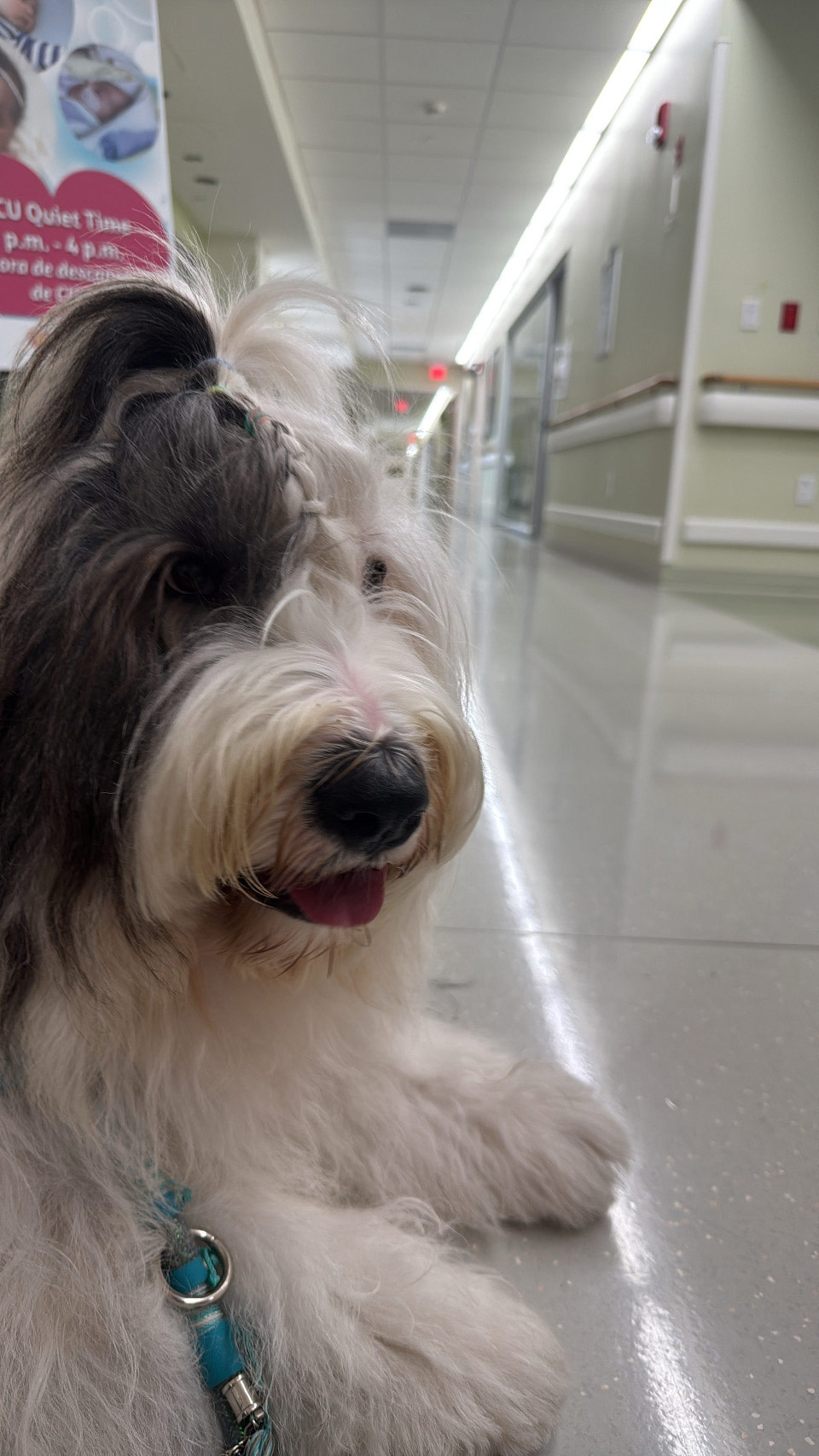Thanksgiving celebration at Nicklaus - Nov 28, 2024 | Alexandra Ramos Therapy Animals