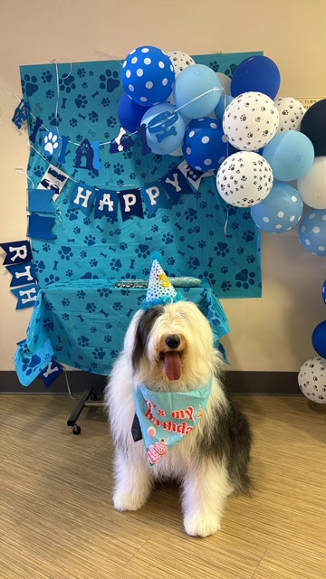 Thor Birthday Celebration at Mount Sinai Hospital - May 1, 2024 | Alexandra Ramos Therapy Animals