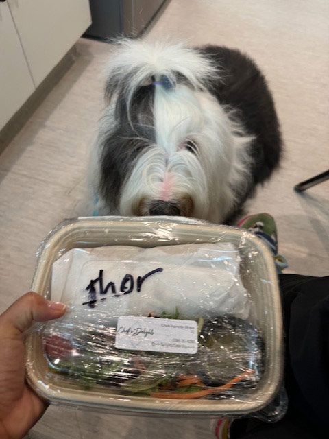 Thor Birthday Celebration at Mount Sinai Hospital - May 1, 2024 | Alexandra Ramos Therapy Animals