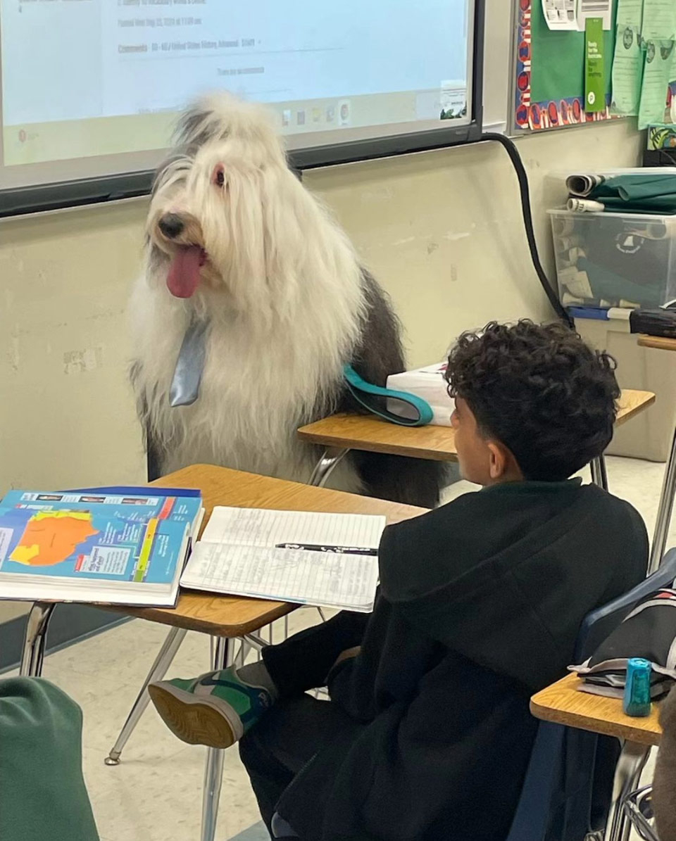 Thor visits Mamilamk8 School - Oct 2, 2024 | Alexandra Ramos Therapy Animals