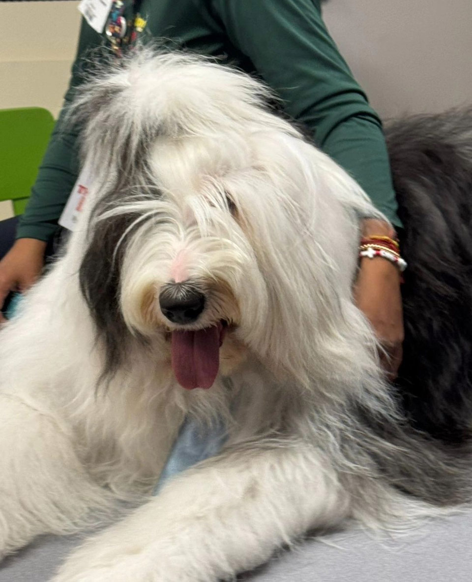 Thor visits Mamilamk8 School - Oct 2, 2024 | Alexandra Ramos Therapy Animals