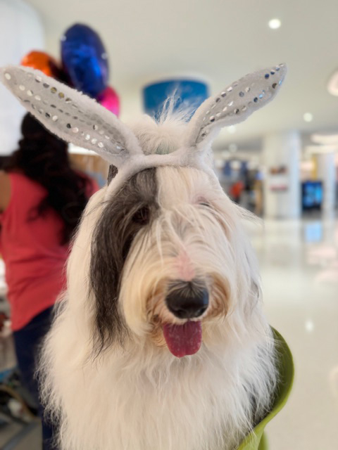 Thor at Nicklaus Children’s Hospital - April 4, 2024 | Ale Ramos Therapy Animals