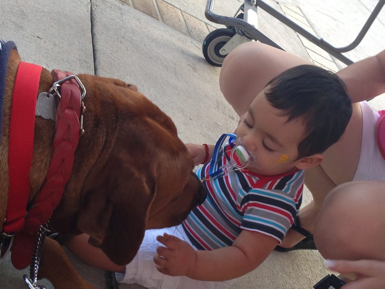Live Like Bella Event, Miami | Ale Ramos Therapy Animals
