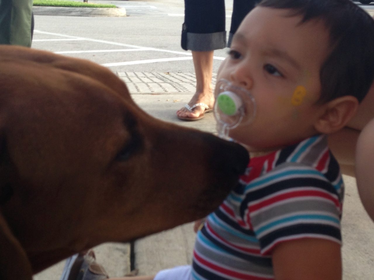 Live Like Bella Event, Miami | Ale Ramos Therapy Animals