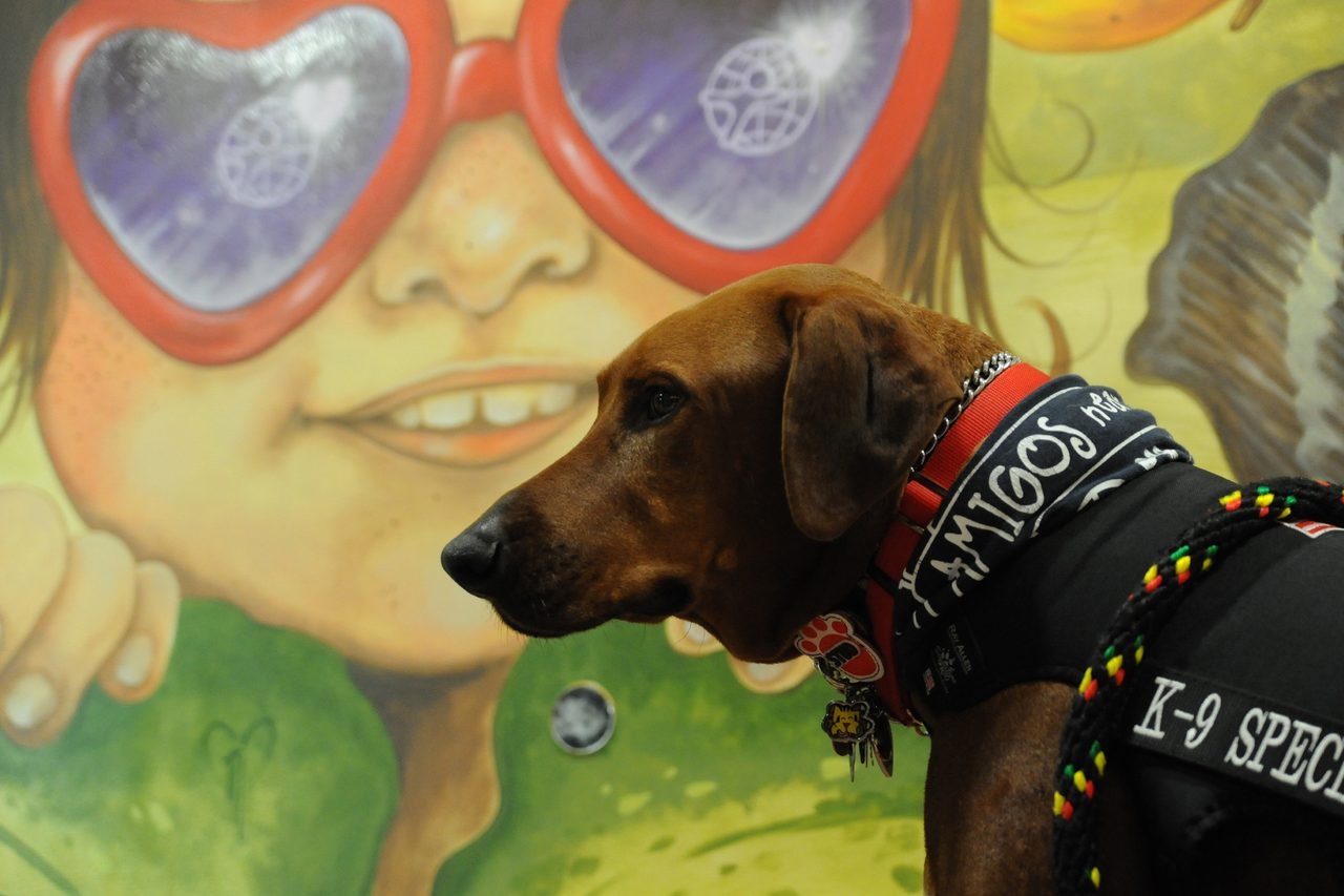 Visit at Miami Children’s Hospital by Julian Gil (Univision) | Ale Ramos Therapy Animals