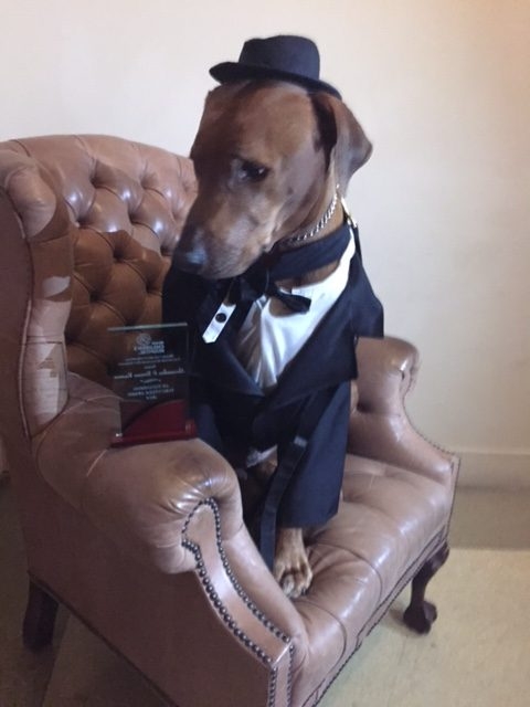 Bruno Gala | Ale Ramos Therapy Animals