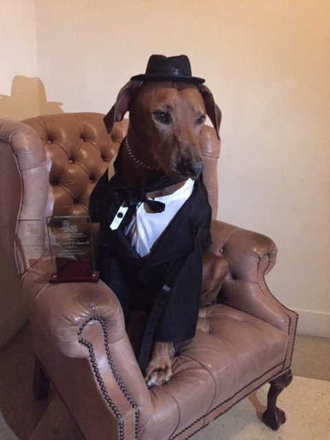 Bruno Gala | Ale Ramos Therapy Animals