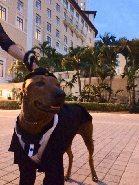 Bruno Gala | Ale Ramos Therapy Animals