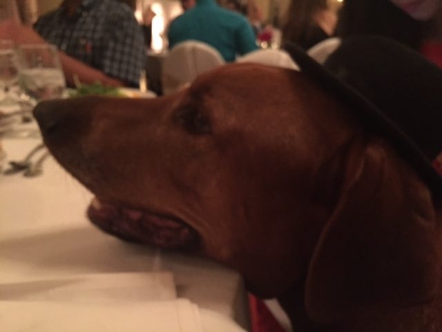 Bruno Gala | Ale Ramos Therapy Animals