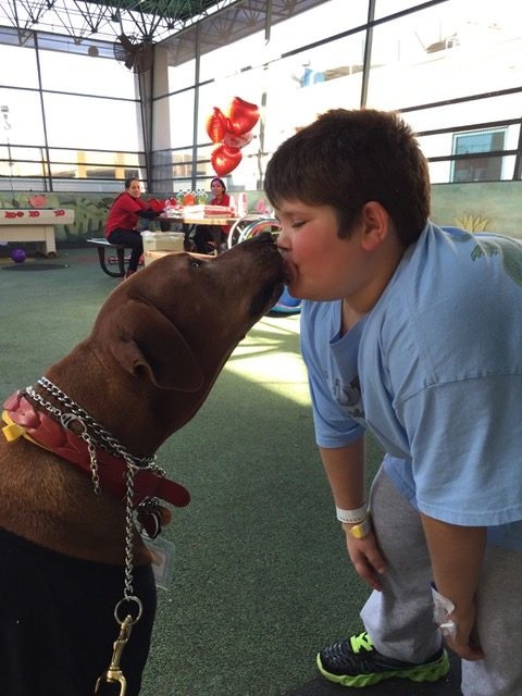 Valentine Day at Miami Children Hospital | Ale Ramos Therapy Animals