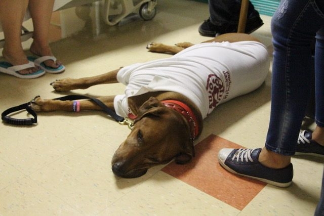 Visit Miami Children Hospital by Radio Lollipop Host Christian De La Campa | Ale Ramos Therapy Animals
