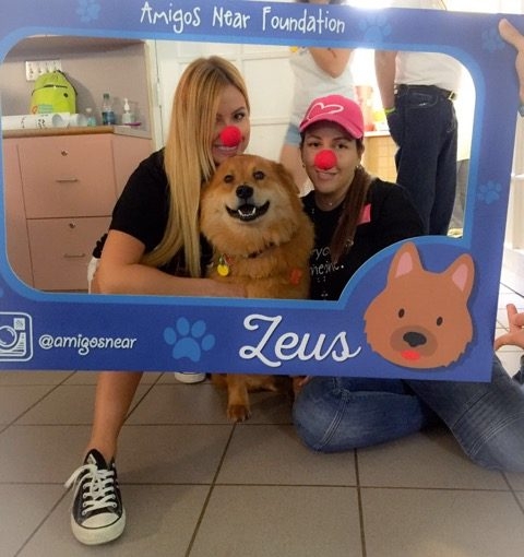 Arthritis Foundation Nicklaus Children Hospital | Ale Ramos Therapy Animals