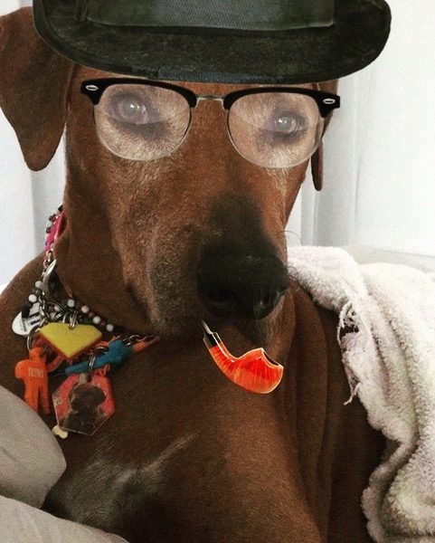 Bruno + Zeus Love | Ale Ramos Therapy Animals