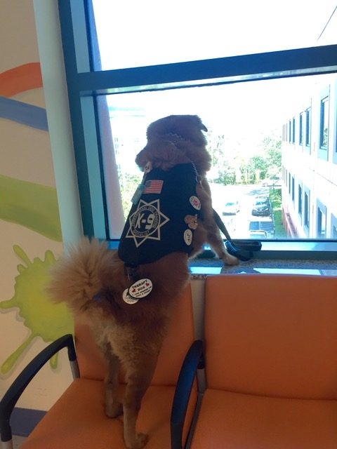 Bruno + Zeus Love | Ale Ramos Therapy Animals
