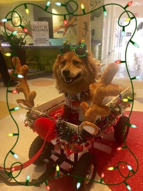 Bruno + Zeus Love | Ale Ramos Therapy Animals
