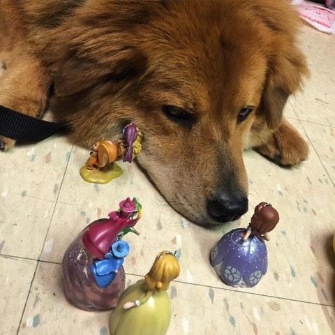 Bruno + Zeus Love | Ale Ramos Therapy Animals