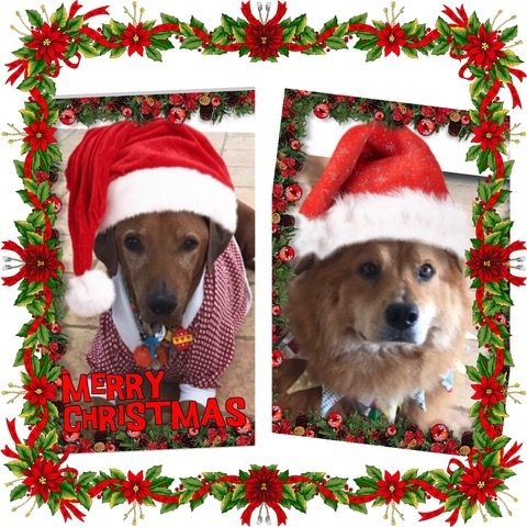 Bruno + Zeus Love | Ale Ramos Therapy Animals