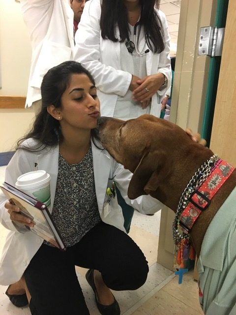 Bruno + Zeus Love | Ale Ramos Therapy Animals