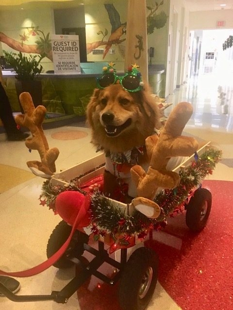 Christmas Celebration at Nicklaus Children Hospital | Ale Ramos Therapy Animals