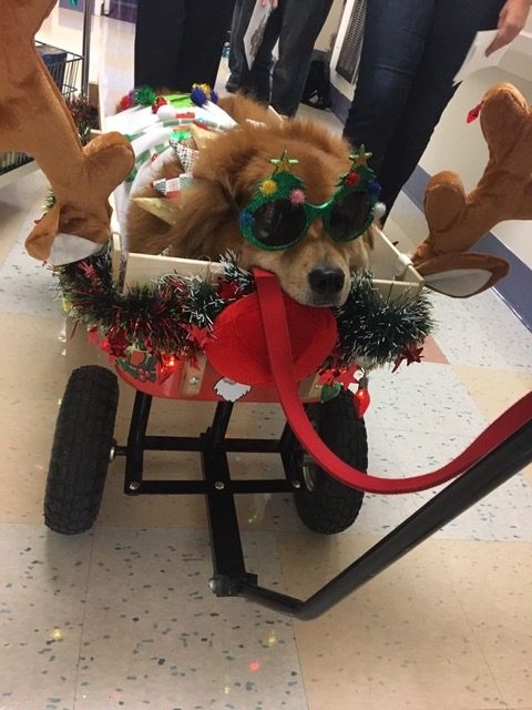 Christmas Celebration at Nicklaus Children Hospital | Ale Ramos Therapy Animals