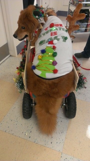 Christmas Celebration at Nicklaus Children Hospital | Ale Ramos Therapy Animals