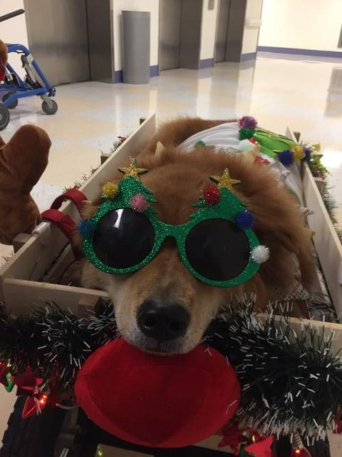 Christmas Celebration at Nicklaus Children Hospital | Ale Ramos Therapy Animals